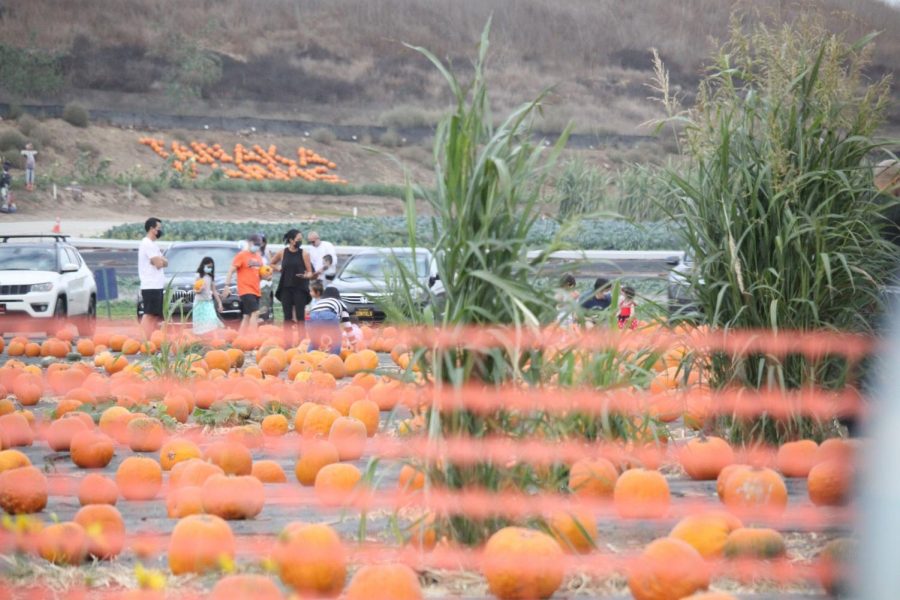 HAVING A GOURD TIME: Masked and socially distanced, families and friends frolic among the rich orange
pumpkins and leafy greenery, searching for the perfect pumpkin to complete their afternoon at Tanaka Farms.