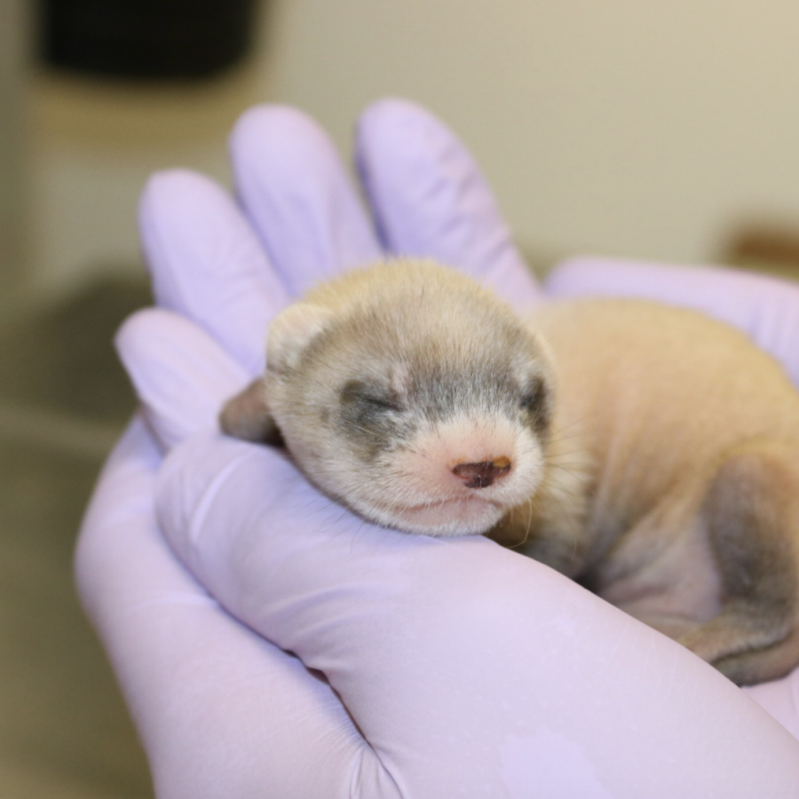 Elizabeth Ann, the first successfully cloned ferret, at three weeks old.