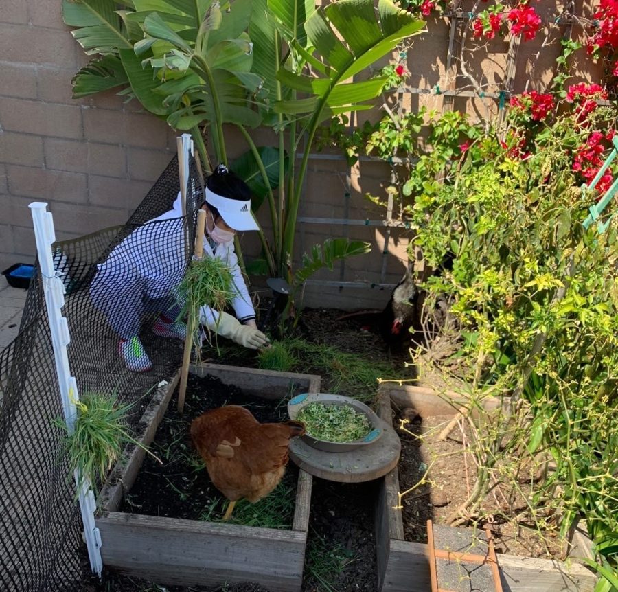 GARDEN HELPERS: These hens enjoy frolicking in the garden, pecking at pests in the dirt and scavenging for natural snacks.