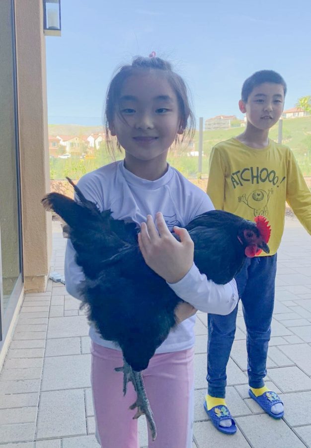 CRADLED CHOOK: Ke’s younger sister demonstrates the proper way to hold a chicken.