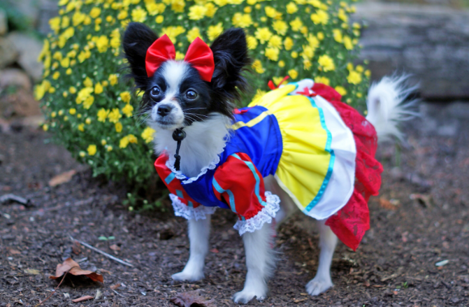 Disney Su-paw-star: the Snow White costume enhances the dogs cute charms
