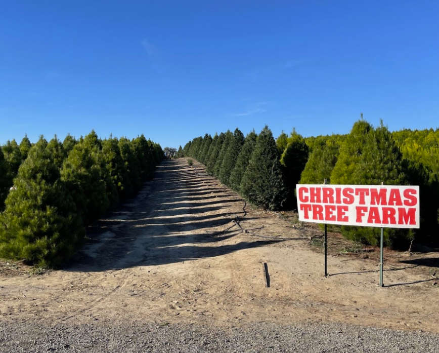 ‘TIS THE SEASON: Christmas tree farms across Orange County have welcomed holiday business following Thanksgiving weekend.