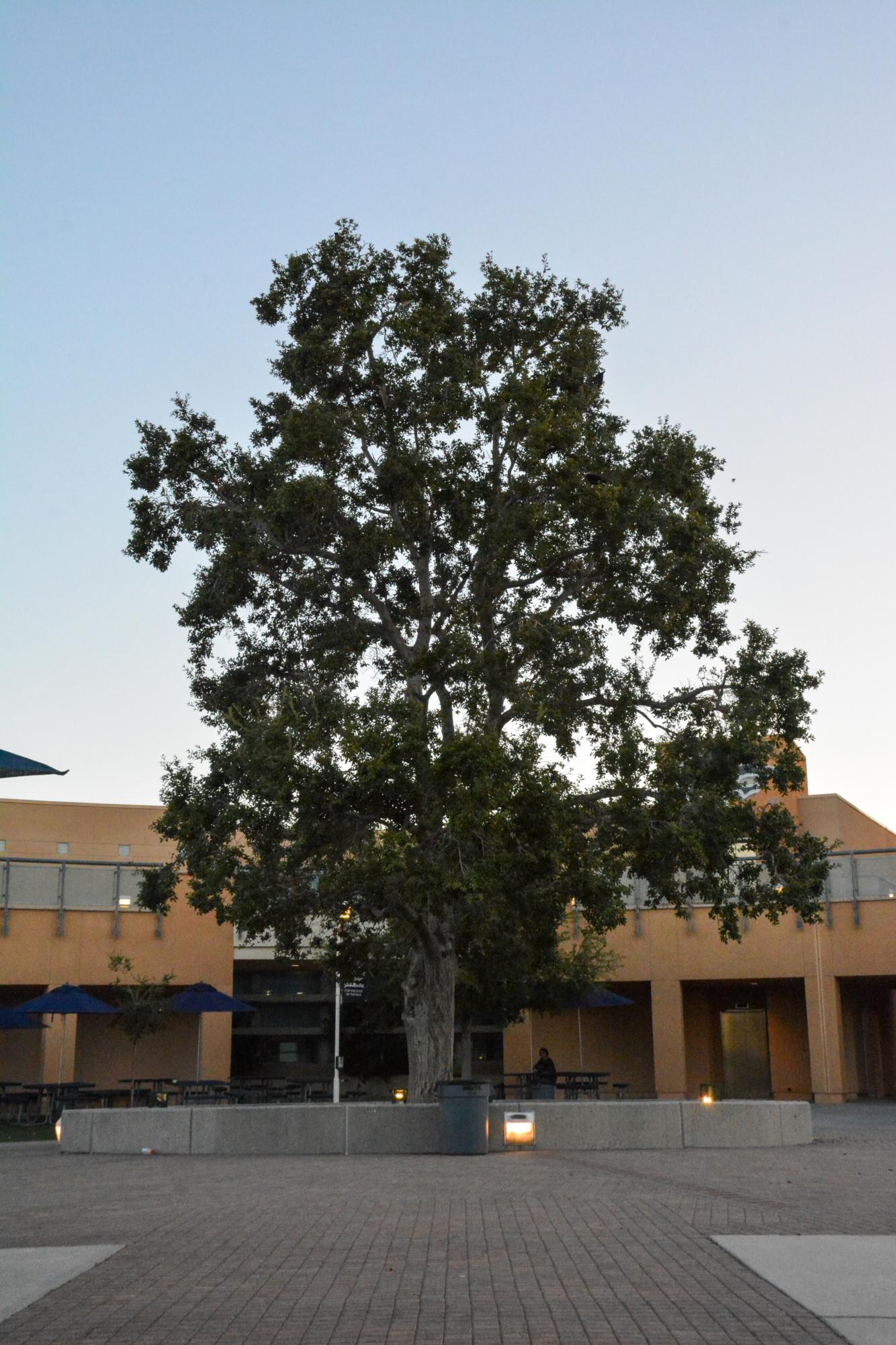 TALL AND MAJEST-OAK: Northwoods iconic oak tree stands tall at the center of the campus.

