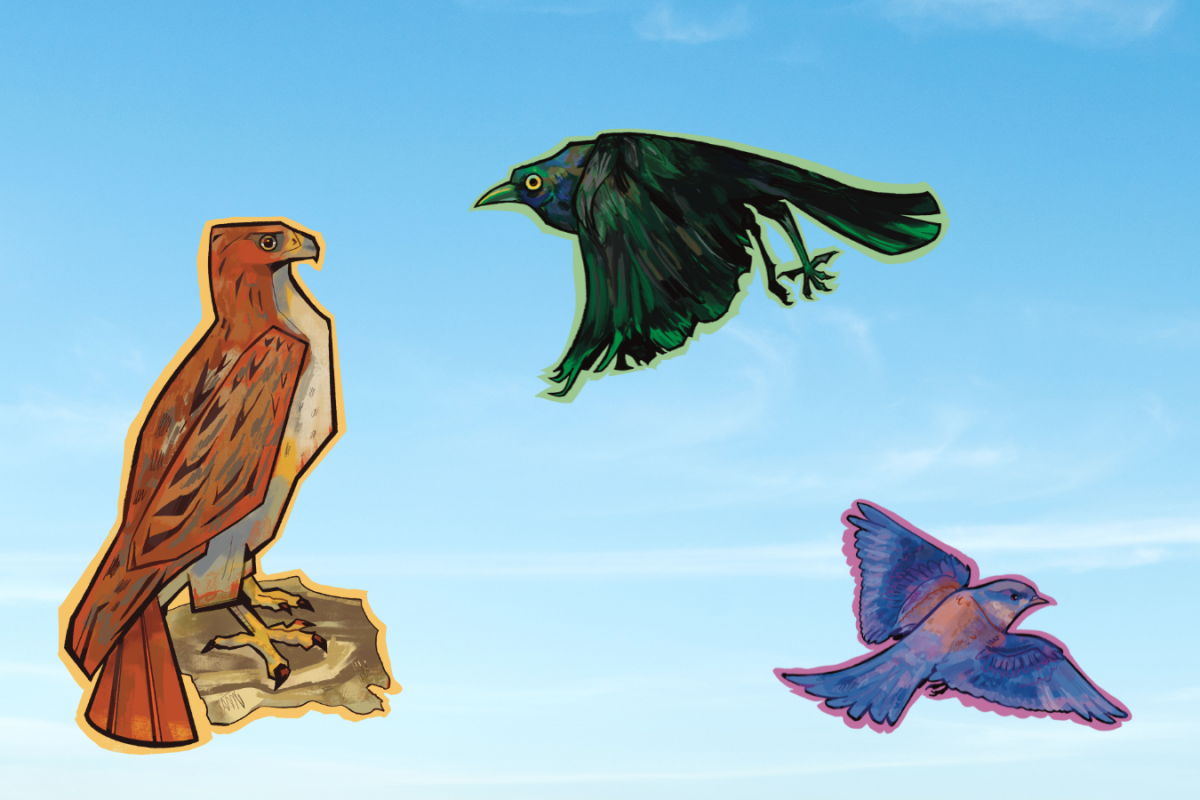A T-wolf’s guide to bird-watching