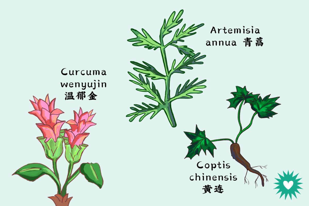 HERBAL MIRACLES: Stemming throughout Chinese history and making their way into modern medicine are qīnghāo (top), gāncǎo (middle) and wēnyùjīn (bottom).